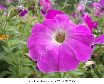 Purple Blooming Dew Raindrop Macro