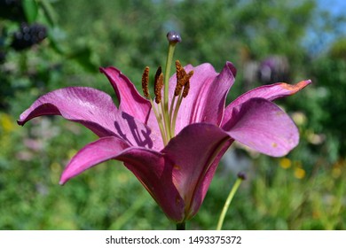 Purple Blooming Lily Lilium Purple Prince