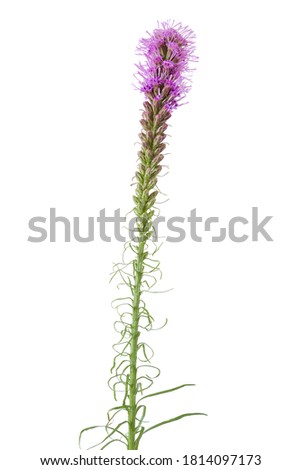 Purple Blooms one Liatris spicata or Gay Feather Flower isolated on white background