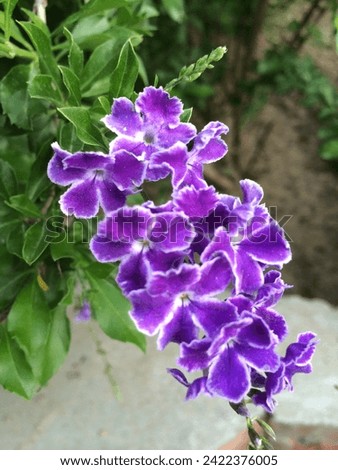 Purple blossom |Lavender bloom |Violet flower |
Amethyst hue |Lilac petal |Mauve-colored bloom |
Deep purple flora |Royal purple flower |Orchid shade |
Plum-colored blossom |Purple wildflower