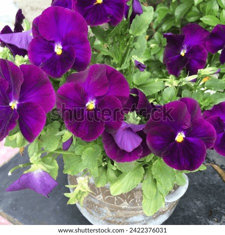 Purple blossom |Lavender bloom |Violet flower |
Amethyst hue |Lilac petal |Mauve-colored bloom |
Deep purple flora |Royal purple flower |Orchid shade |
Plum-colored blossom |Purple wildflower
