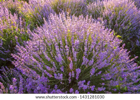 #A# Lavender sun