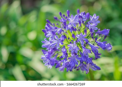 Purple Blue Agapanthus flower, African lily, Blue African lily, Lily of nile is blooming on stem in the ornamental garden - Shutterstock ID 1664267269