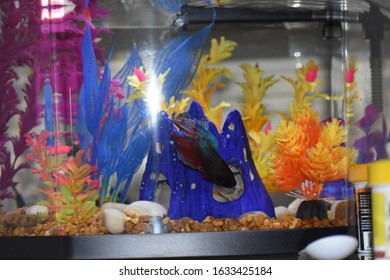 Purple And Blue Beta Fish