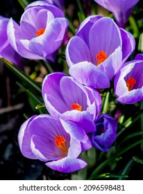 Purple blue crocus flowers in a Scandinavian garden. Typical spring flowers in Swedish gardens. Colorful crocus plants in the sunshine outdoors. Closeup of purple crocus flowers with a yellow pistil.