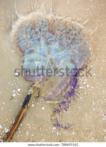 Purple Blue Dead Jellyfish Sanae Beach Stock Photo Edit Now