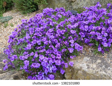 8 Aubrieta Gloriosa Images, Stock Photos & Vectors | Shutterstock