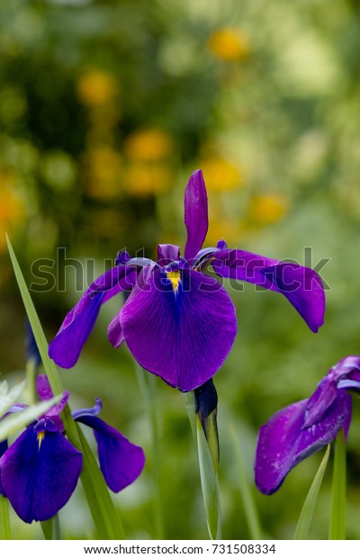 Purple blue flowers of the Japanese Water Iris\
ensata flower