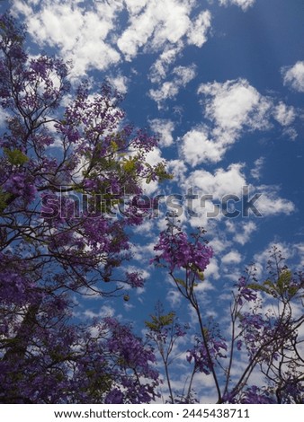 Purple and blue flowers of a natural jacaranda tree with a wider view to the flowers and a bright blue zeal with some clouds nearby.