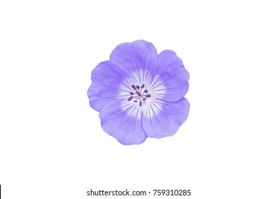 1,320,222 Blue and purple flowers Images, Stock Photos & Vectors ...