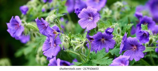 14,180 Blue Geraniums Images, Stock Photos & Vectors | Shutterstock