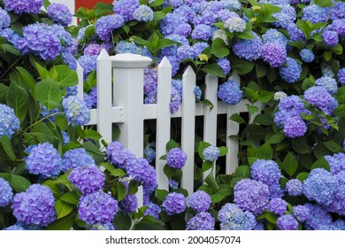 Purple and blue hydrangea flowers growing through a white picket fence.  Cape Cod Cottage garden. - Shutterstock ID 2004057074