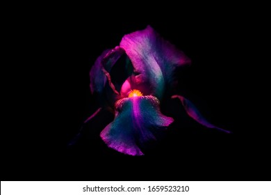 Purple blue iris flower on a black background. Close Up. UV, fluorescent