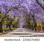 Purple blue Jacaranda mimosifolia bloom in Johannesburg street during spring in October in South Africa