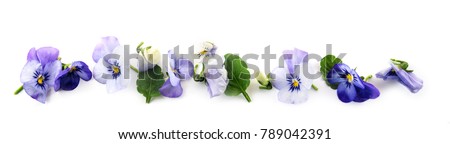 purple blue pansy flowers and leaves in a row, spring banner background in panoramic format isolated with small shadows on a white background