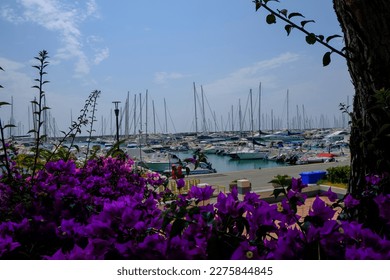purple Bougainvillea across boats and yachts in the marina of Lavagna, Liguria, Italy. Coast view