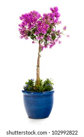 Purple Bougainvillea in blue flower pot with Lobelia isolated over white background