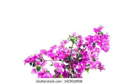 Bougainvilleas Branch Isolated On White Backgroundclipping Stock Photo ...