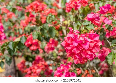 purple bougainvillea flowers in the outdoor, concept of nature background - Shutterstock ID 2105971541
