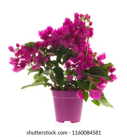 3,280 Bougainvillea In Pot Images, Stock Photos & Vectors | Shutterstock