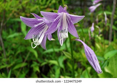 Purple Bracted Plantain Lily 