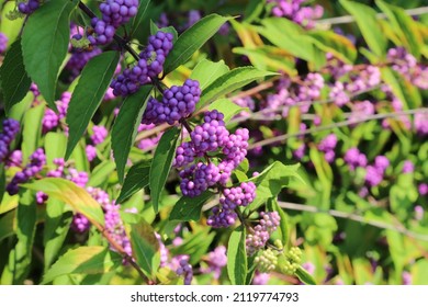 Purple Branch of the American Beautyberry Callicarpa Americana Shrub of the Southern United States - Horizontal