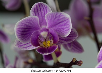 Purple Brazilian Rain Forest Orchid Flower