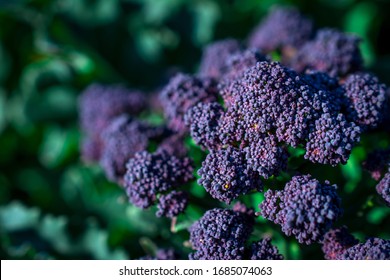 Purple Broccoli Growing In Garden