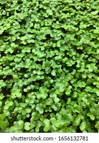 Purple Broccoli Microgreens Misted With Water