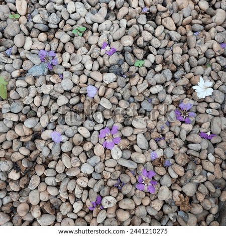 Purple Bungor flower petal or Thai crape myrtle flower petal on the pond water, rock and stone piece ground 