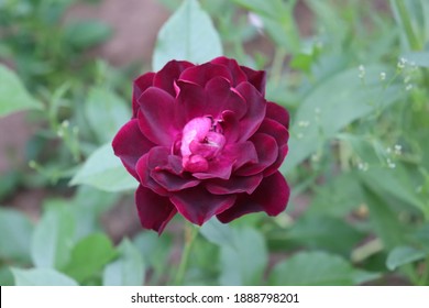 Purple and burgundy blend colour Floribunda Rose Burgundy Ice flowers in a garden in July 2020 - Shutterstock ID 1888798201