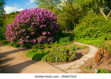 Purple Bush In Prague Botanical Garden Troja