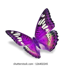 Purple Butterfly Flying, Isolated On White Background