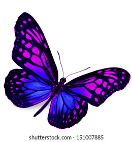 Black and purple butterfly Images, Stock Photos & Vectors | Shutterstock