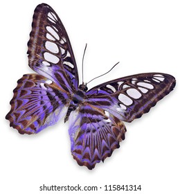 Purple Butterfly Isolated On White Background