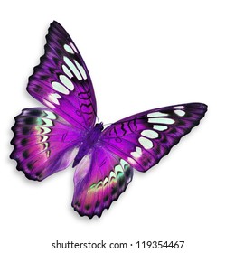 Black and purple butterfly Images, Stock Photos & Vectors | Shutterstock