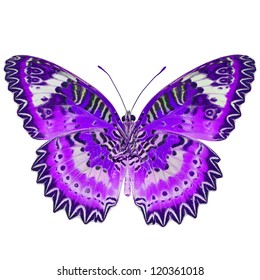 Purple Butterfly, Isolated On White Background