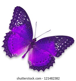 Purple Butterfly Isolated On White Background