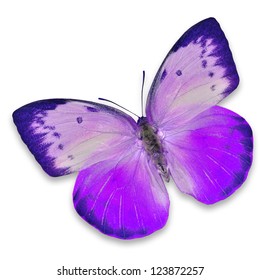 Purple Butterfly Isolated On White Background