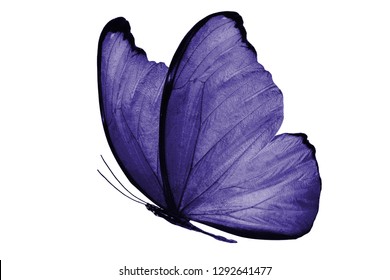 Purple Butterfly. Isolated On White Background