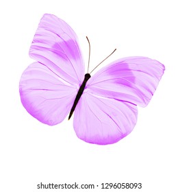 Blue Butterfly Isolated On White Background Stock Photo 1301128024 ...