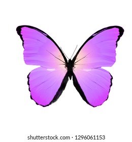 Purple Butterfly Isolated On White Background Stock Photo 1296061153 ...