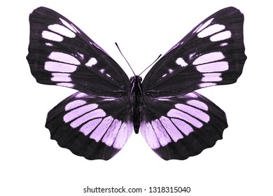 Purple Butterfly Isolated On White Background Stock Photo 1318315040 ...