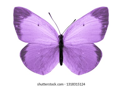 Purple Butterfly Isolated On White Background Stock Photo 1318315124 ...