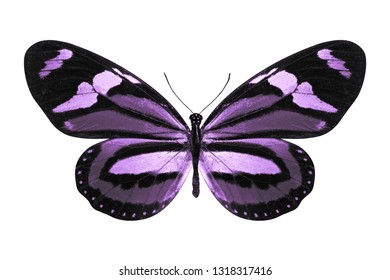 Purple Butterfly Isolated On White Background Stock Photo 1318317416 