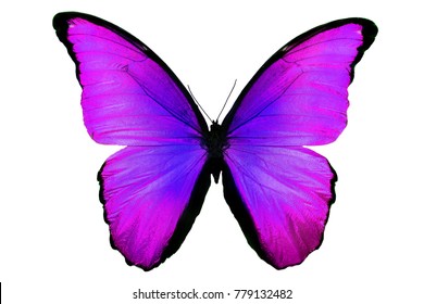 88,282 Violet butterfly Images, Stock Photos & Vectors | Shutterstock