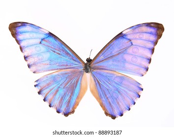 Purple Butterfly Isolated On A White Background