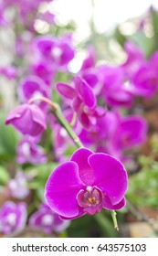 Purple Butterfly Orchid In Full Bloom Rushed Into My Lens, Lined Up Like The Purple Dragons Fly Out Of The Flowers, A Flower That Is Led By A Small Mouth Lovely Little Dragon Face , Lovely, Beautiful!