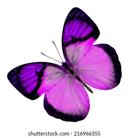 Purple Butterfly Upper Wing Profile Isolated Stock Photo 216966355 ...