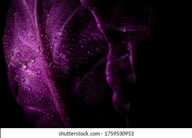 Purple cabbage with water drops lit on a black background